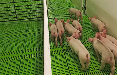 hog floor factory
